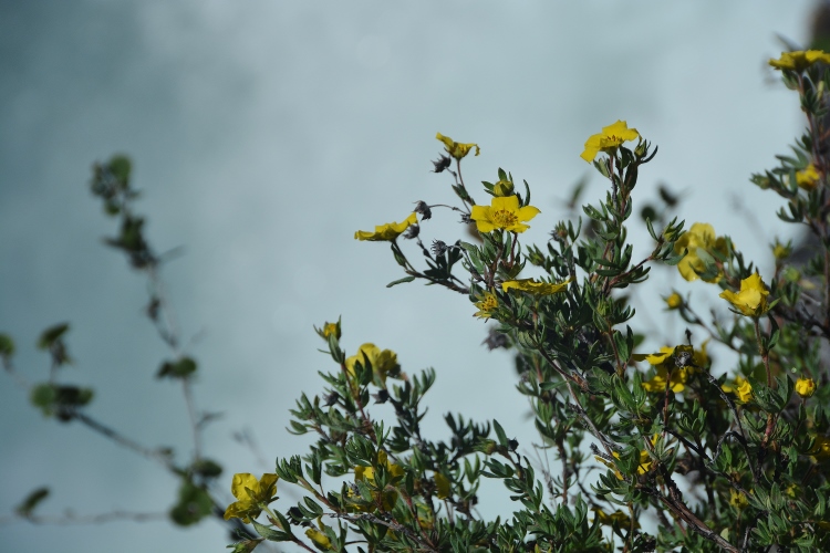 flowers against waterfall